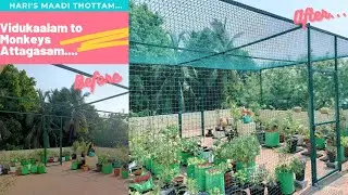 குரங்கு அட்டகாசதுக்கு ஒரு முடிவு கட்டியாச்சு..My terrace garden fenced by monkeys safety net..👍🙂