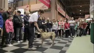 dfs Crufts 2011 - TV DOGS at Crufts