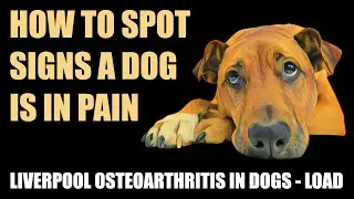 How to spot signs a dog is in pain: Liverpool Osteoarthritis in Dogs (LOAD)