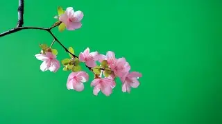 Flower branch green screen | Green screen flower video | Pink flower green screen effect