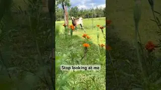 Flowers who stare at goats 🐐      #newcreator #florida #goatstuff #marigolds
