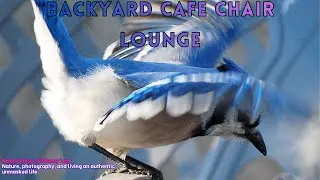 The Backyard Cafe Chair Lounge