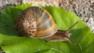 CORNU ASPERSUM 