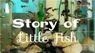 STORY OF LITTLE FISH || LITTLE FISH || AQUARIUM || HAN RIVER FIRE PROTECTION BRIDGE || GIMPO