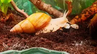 Ein Abend im Terrarium / Achatschnecken 🐌