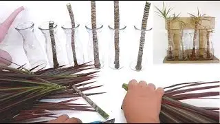 Dracaena Marginata Propagation in Water to Brighten Up your Wall with DIY Gold Frame Decor