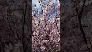 Sakura blooms in Odessa