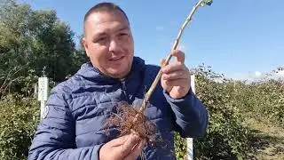Radacina zmeurei vs radacina murului, distante de plantare !