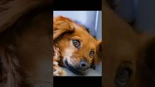 Why do we find animals cute 7 #Shorts