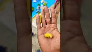 WORM iss READY 😍 #silkworm #funny