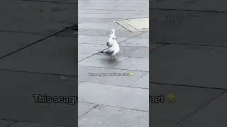 Tha seagullll like yo it&rsquo;s over I don&rsquo;t got no feet
