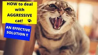 КАК бороться с АГРЕССИВНОЙ кошкой ???? ЭФФЕКТИВНОЕ РЕШЕНИЕ !!