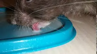 Rat drinking in slow motion