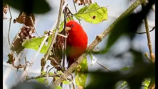 SCARLET FINCH