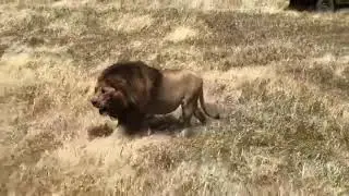 Huge Crater Lion