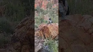 Ormiston gorge is one of the most impressive in the West MacDonnell Ranges.
