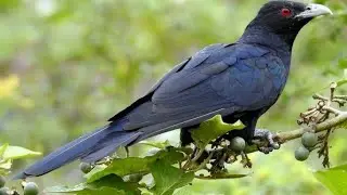 asian koel bird sound ||cuckoo bird sound