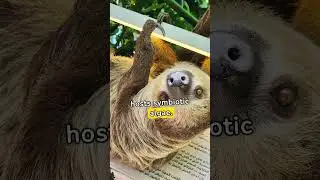 Exciting facts about sloths🦥#sloth #slothbear #animals
