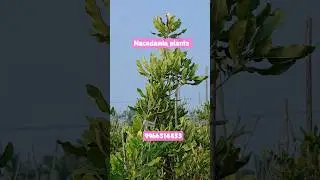 Macadamia Nut Plants for Sale | High Yield Variety | Kadiyam