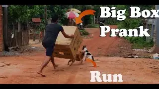 [Unique Prank Dog] Huge  Box Prank Vs Sleep Dog - Funny Video