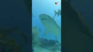 Three Tiger Sharks overhead #shark #sharks #ocean #explore #adventure #tigershark
