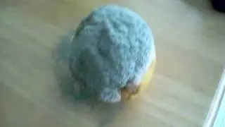 Moldy Orange