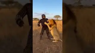 Lion Test #africanwildanimals #wildlifeentertainment #animals #animallife #lion
