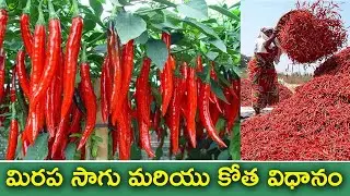 Red Chilli Crop and Cultivation | #RedChilli | #ChilliCrop | S Agriculture TV
