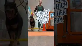 Before & After - Cami's Mobility Improves With Stem Cell Therapy #veterinary #dog #vet #doghealth