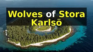 The Mystery of the Wolves of Stora Karls&ouml;: Domestication or Human Control?