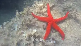 Mediterranean Star red - Stella Marina rossa