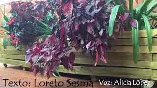 Despegar -  Loreto Sesma