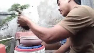 Bonsai Sancang naik pot baru