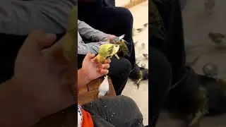 Parakeet experience at SeaQuest Aquarium and Zoo at Stonecrest Mall Atlanta, GA