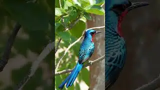 Spangled Cotinga. #wildlife #birdwatchinglife #bluebirds #smallbird