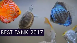 Best Fresh Water Aquarium 2017  &bull;  Discus, AngelFish, Turtle, Neon Tetra