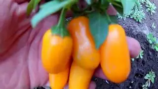 Jalapeno Numex  Orange Spice Перец халапеньо оранжевая специя