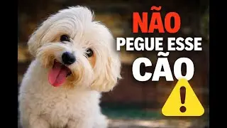 7 Verdades Que NINGUÉM Te Conta Antes de Ter um Maltês