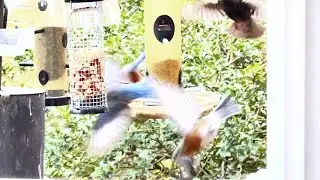 Eastern Bluebirds chased away by a European Starling