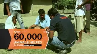 Action for Animals in 2012