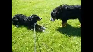 Bernese Mountain Dogs Presenting CHEAPEST ARK NATURALS GENTLE DIGEST