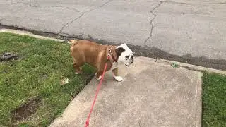Larrybones going for a walk on a cold day