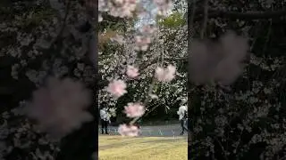 [ 東京 ] 桜 咲き始め 小石川後楽園の桜(東京ドームの横) #akkunvlog #桜 #shorts