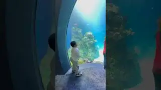 Toddler Enjoying Sobela Ocean Aquarium at the Kansas City Zoo #playtime #toddler #aquarium #zoo
