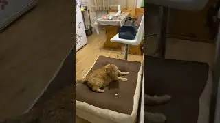 Котэ тритатэ #веселыекоты #котики #прикольныекоты #moscow #dimuggi