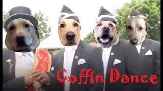 Coffin Dance Meme (Dog Version)