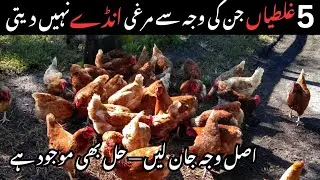 5 Bari Galtian Jinki Wajah Se Murghi Anday Nahi Deti | Full Guide. Desi murgi ande na de to iska HAL
