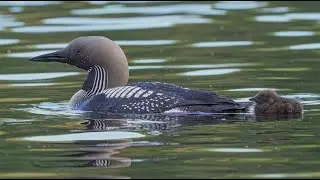Black-Throated Divers