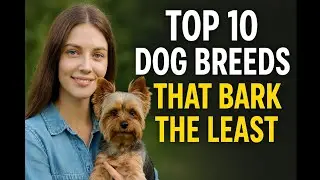 Top 10 Dog Breeds That Bark the Least | Quiet & Calm Dogs