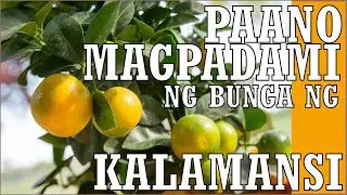 OFF SEASON HARVEST KALAMANSI  SECRET [Paano Magpabunga PART 2]